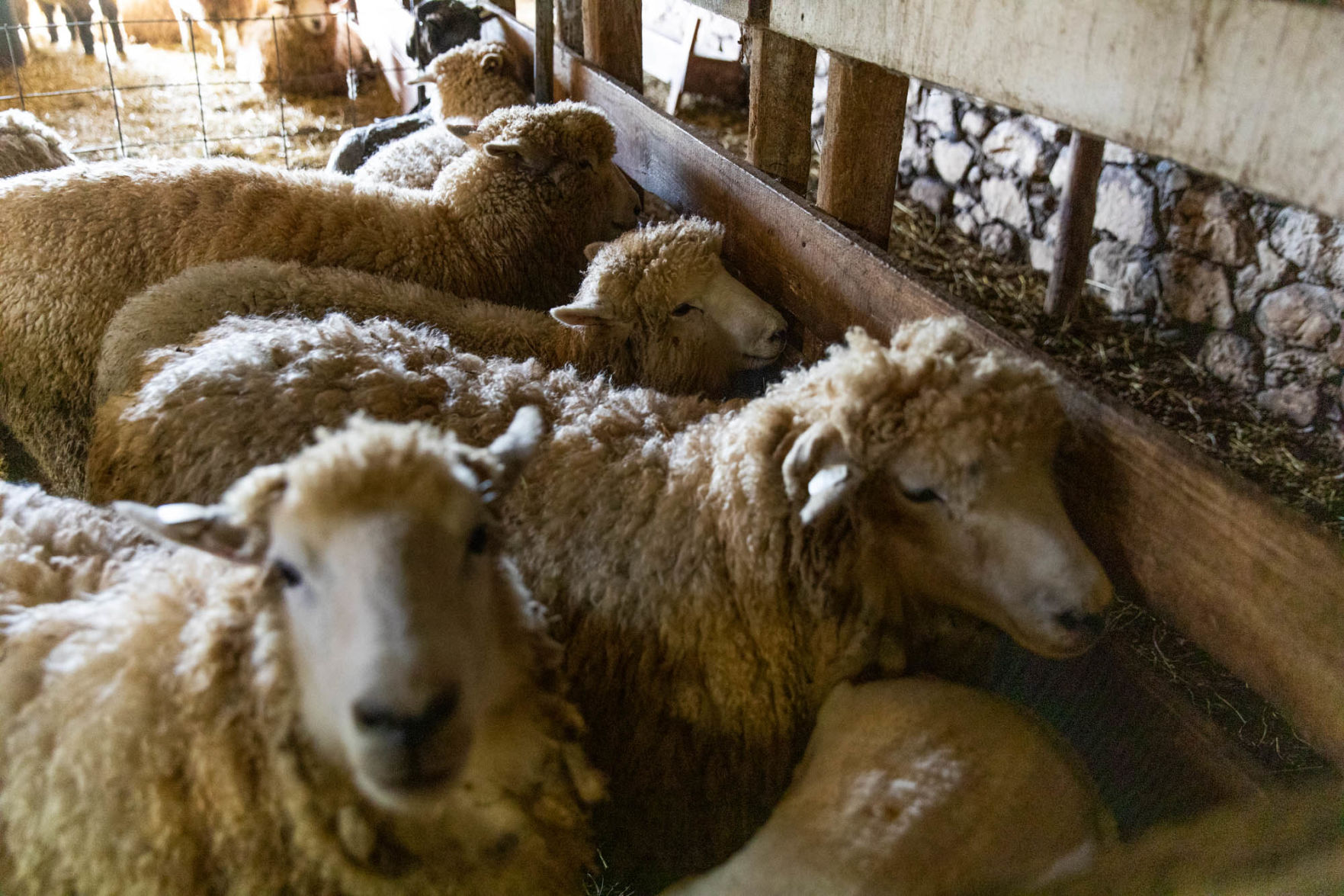 0929_wdj_sheepshearing_SS2.JPG